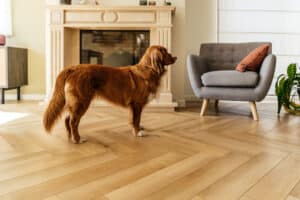 parquetvinyl, lamett, vinyl vloeren, yukon mistral, pvc vloeren, klikvloer, rigid vloer, rigid vloeren, pvc vloer, vynil vloer, vinyl vloer, rigid vloertegels, pvc vloertegels, pvc visgraat, pvc visgraad, pvc kliktegels, pvc klikvloer, pvc clickvloer, pvc clicktegels,